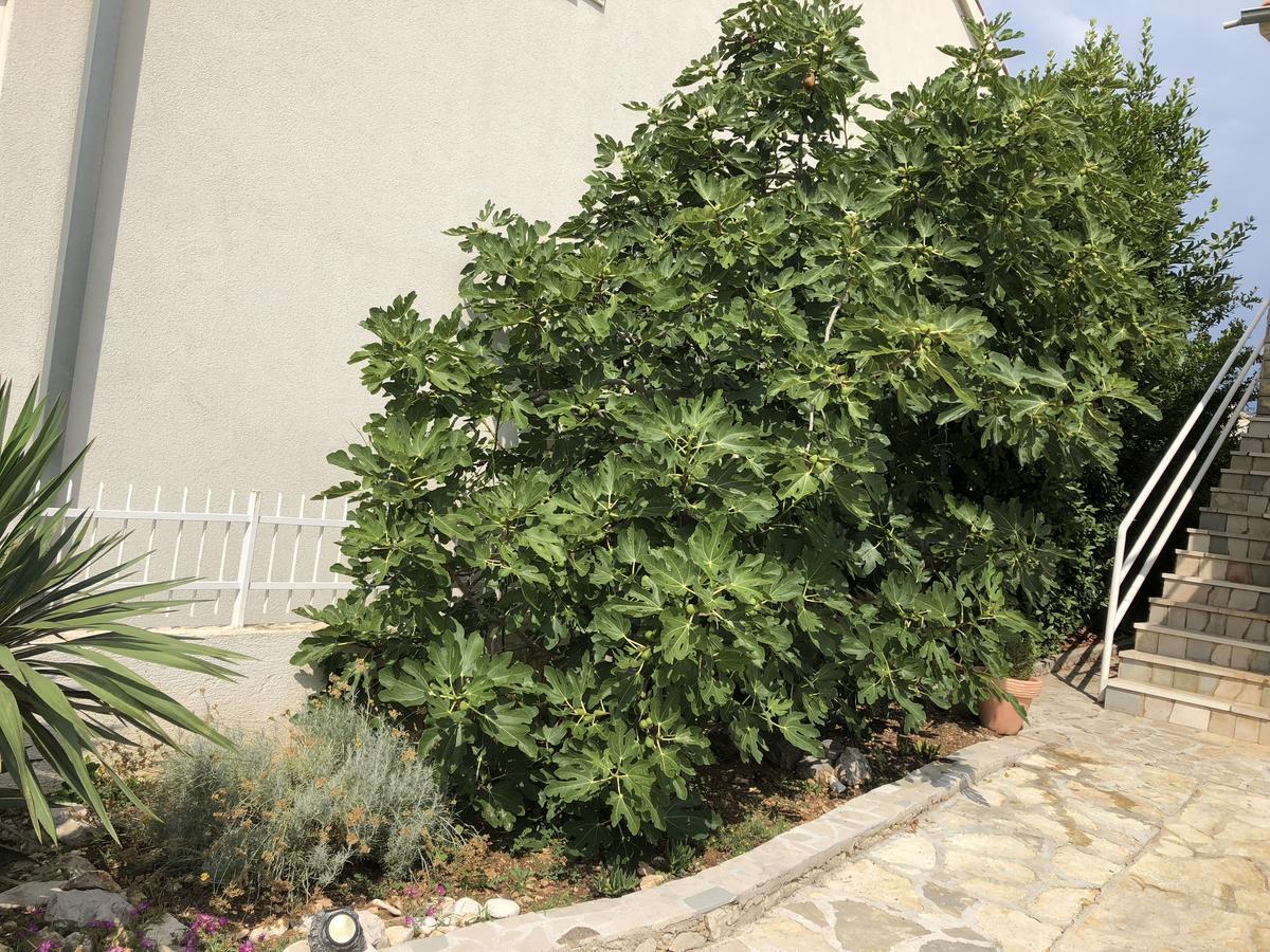 Apartmani Zvijezda Rogoznica (Sibenik-Knin) Exterior photo